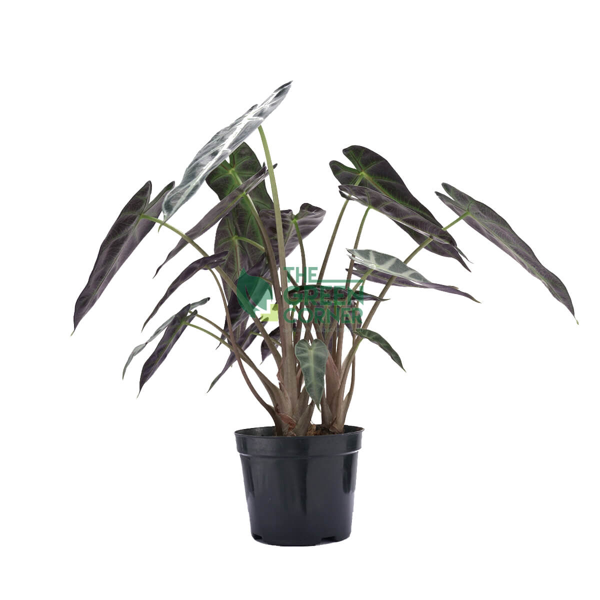 Alocasia Amazonica Pot 110mm