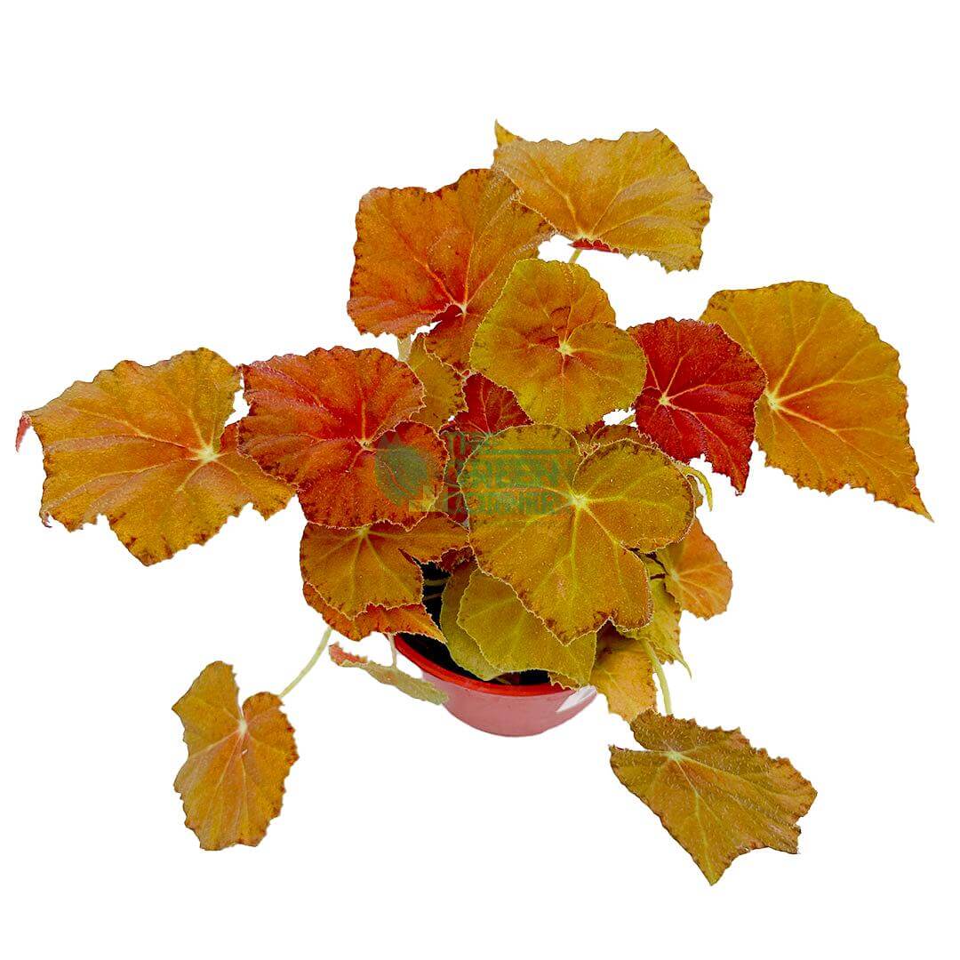 Begonia Amber Love