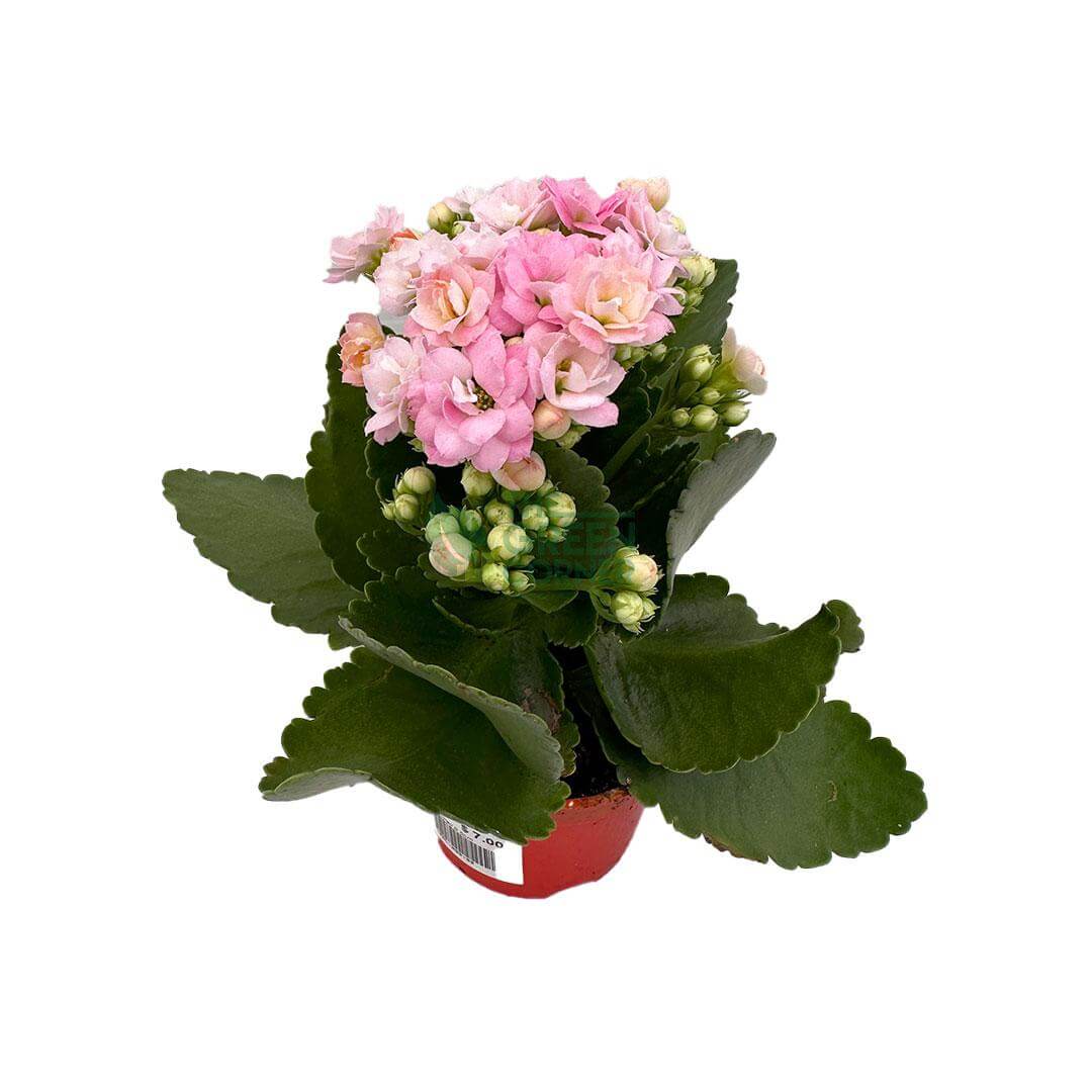 Kalanchoe