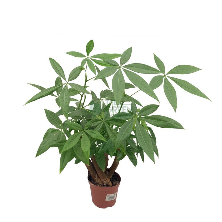 Pachira Aquatica