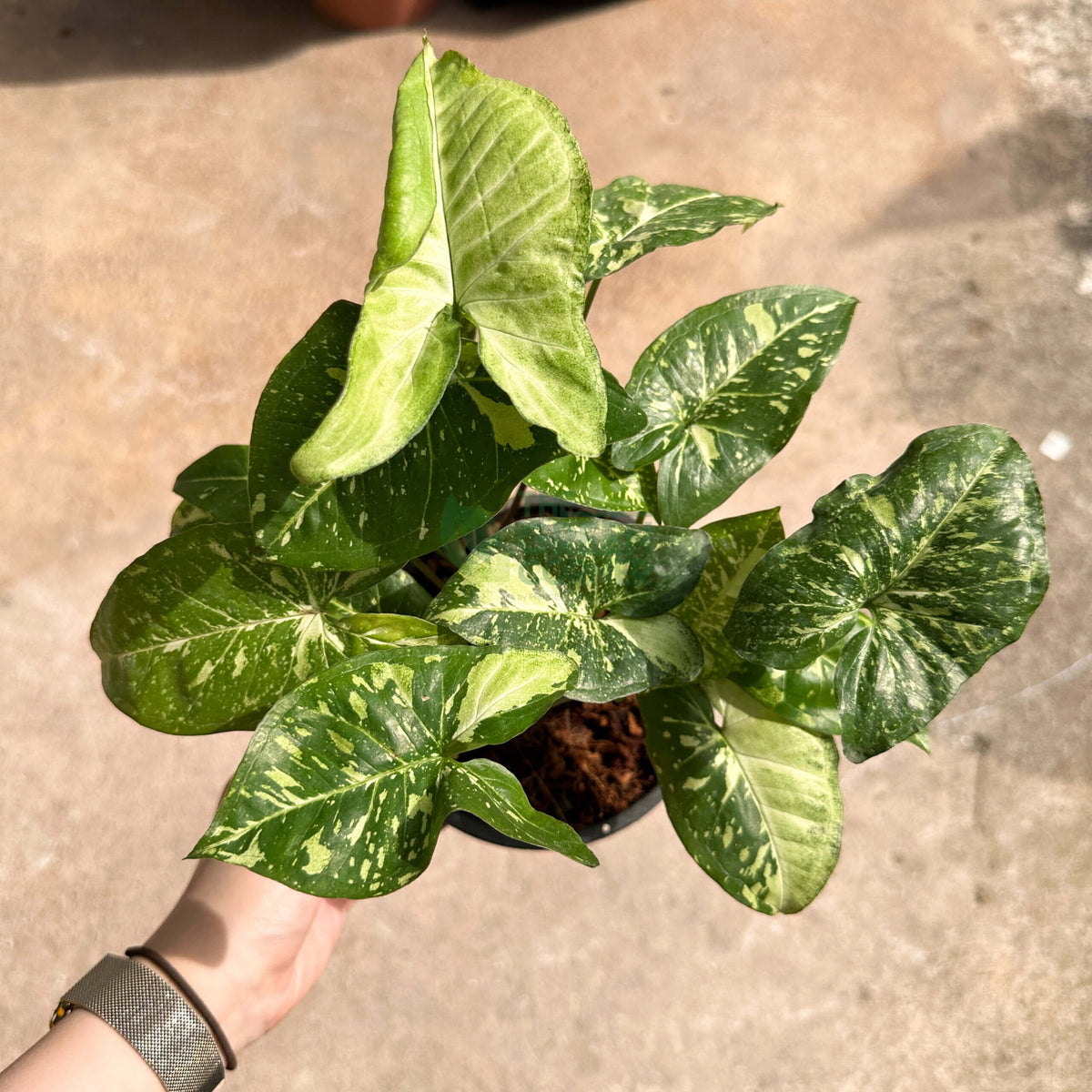 Syngonium Panda Galaxy