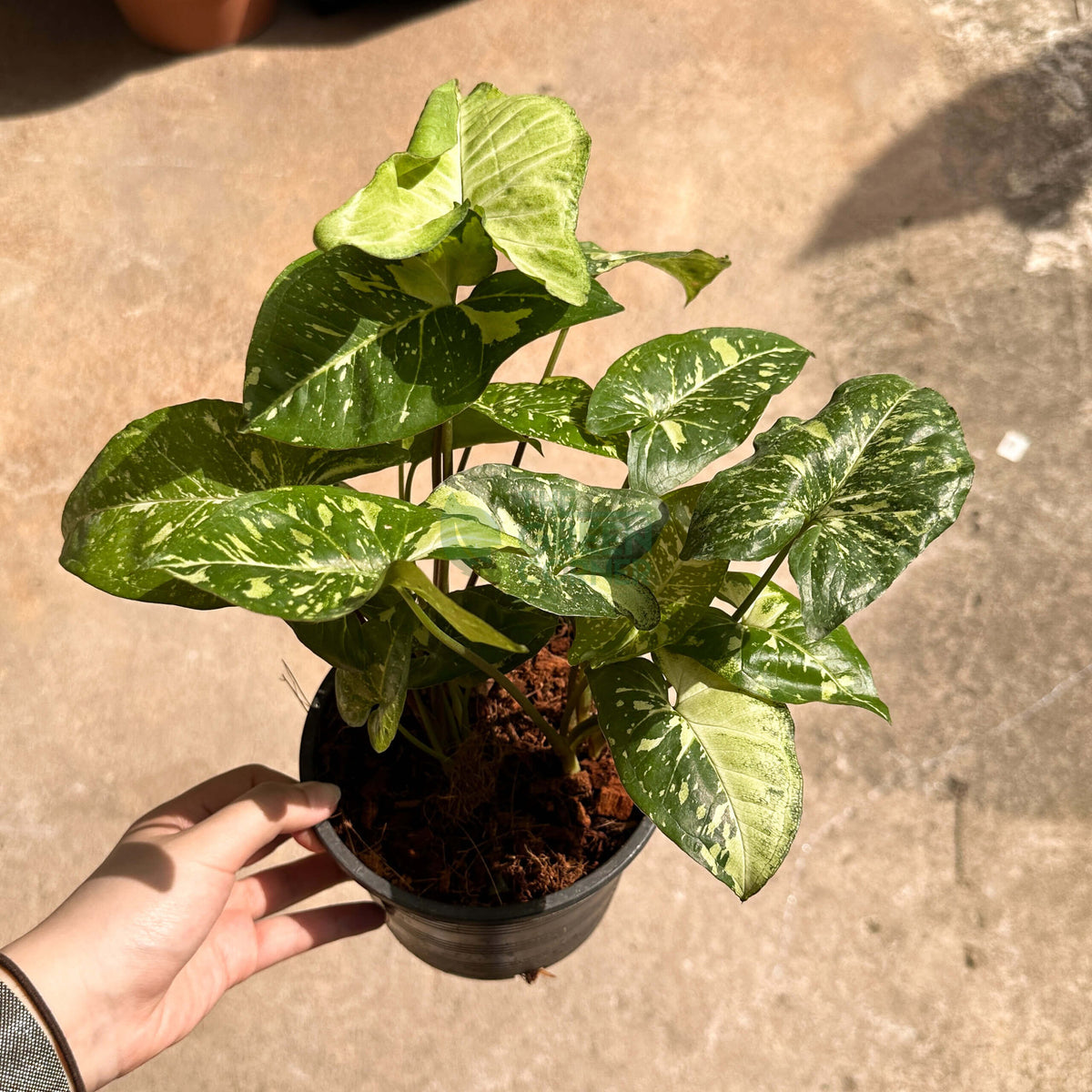 Syngonium Panda Galaxy