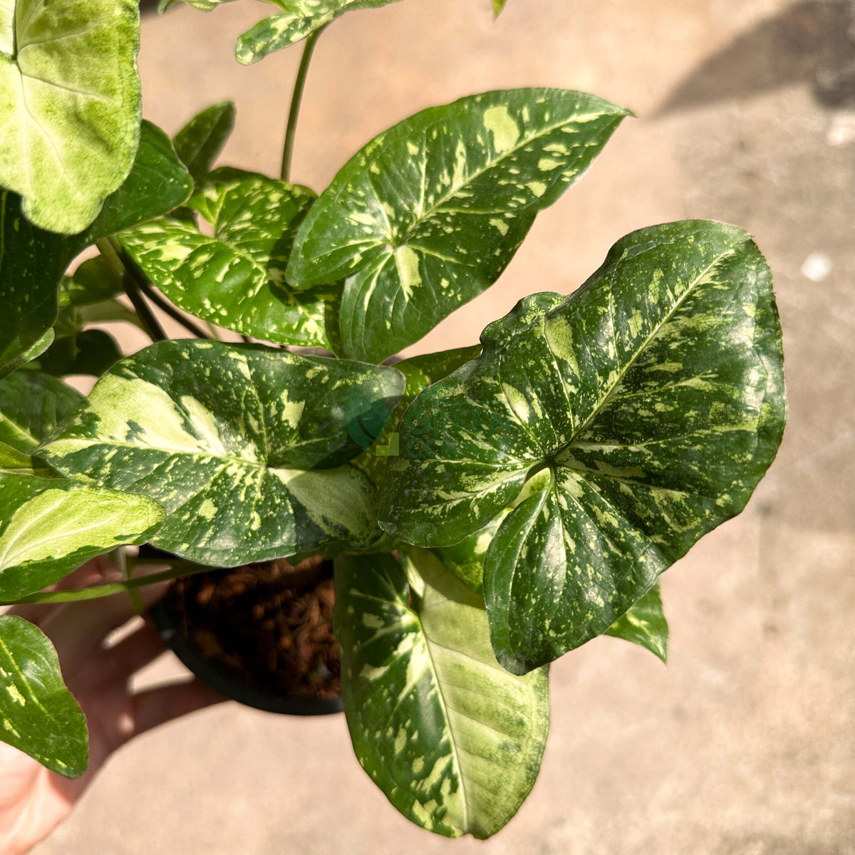 Syngonium Panda Galaxy